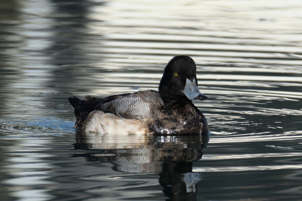 Greater Scaup - ML516252761