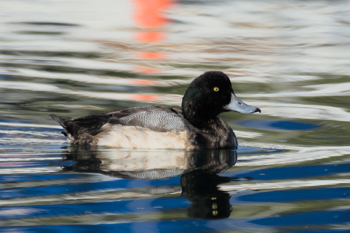 Greater Scaup - ML516252771