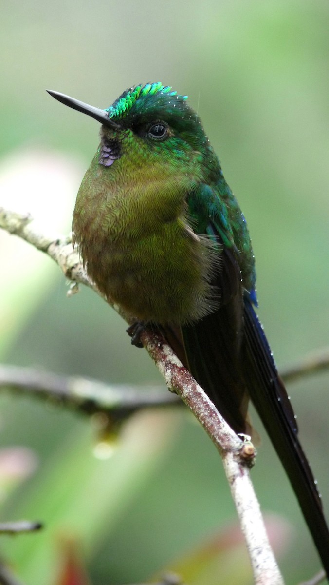 Violet-tailed Sylph - ML51625321