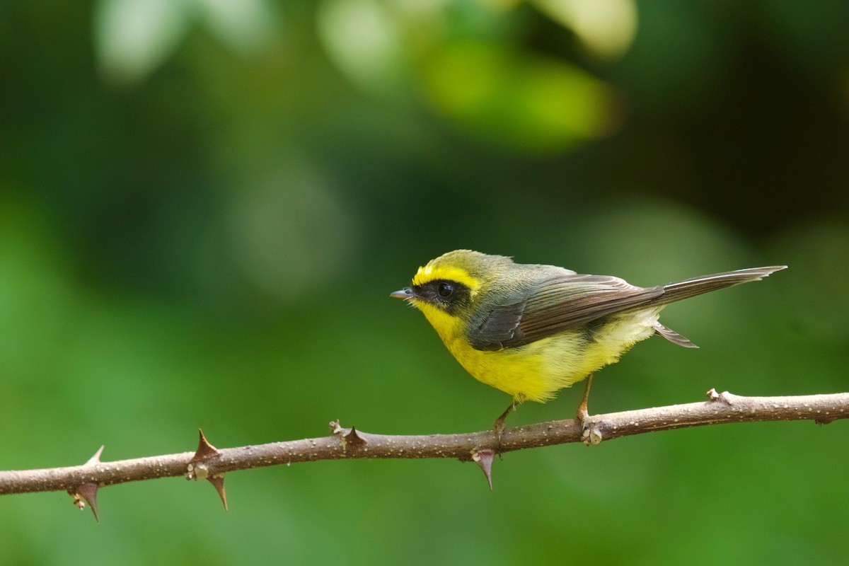 Yellow-bellied Fairy-Fantail - ML51625961