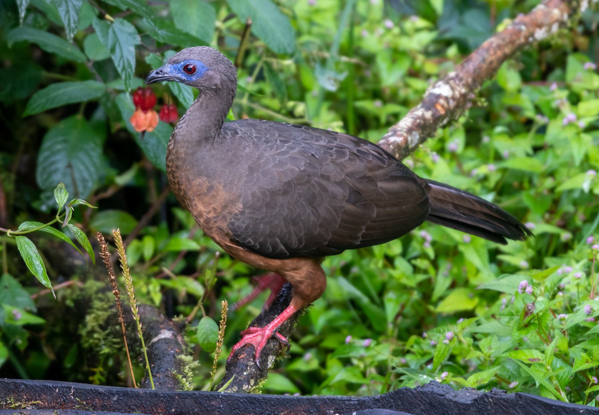 Sickle-winged Guan - ML516259951