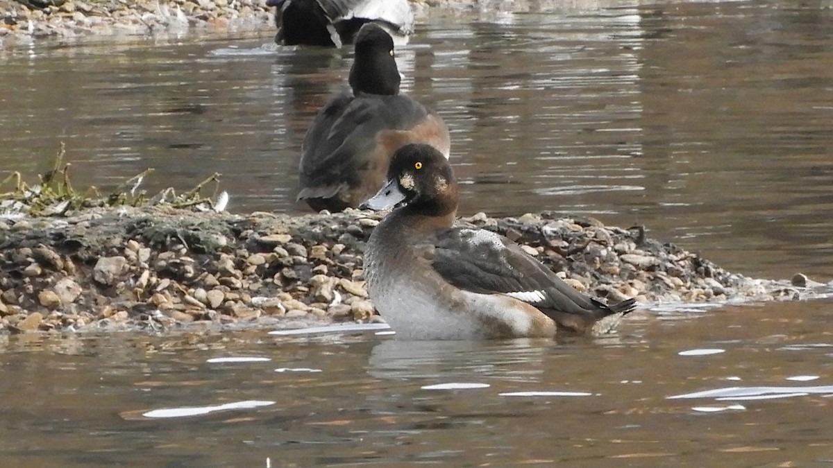 Greater Scaup - ML516263881