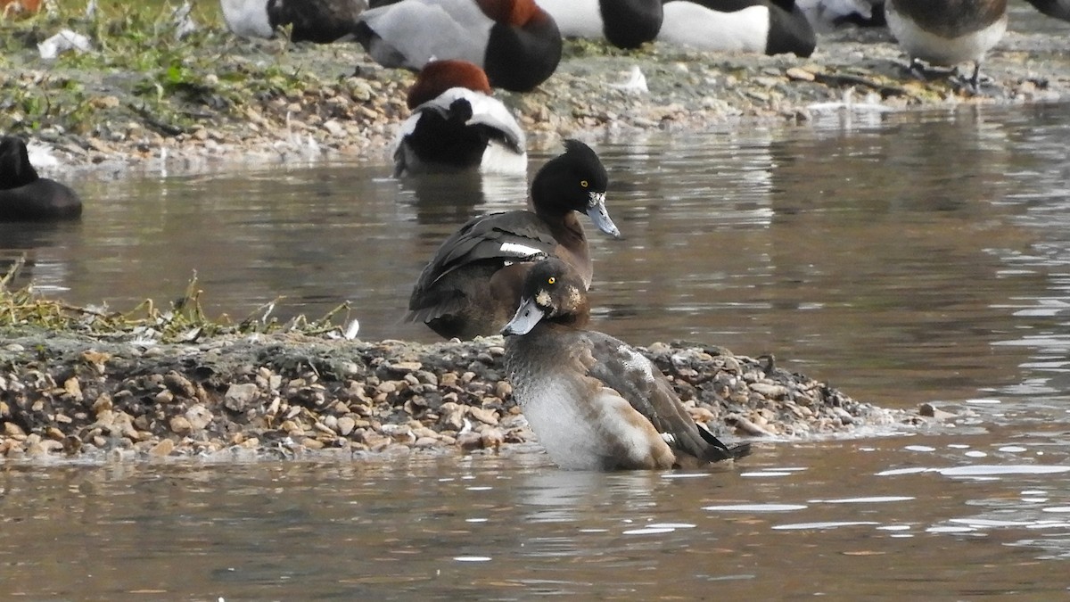 Greater Scaup - ML516263891