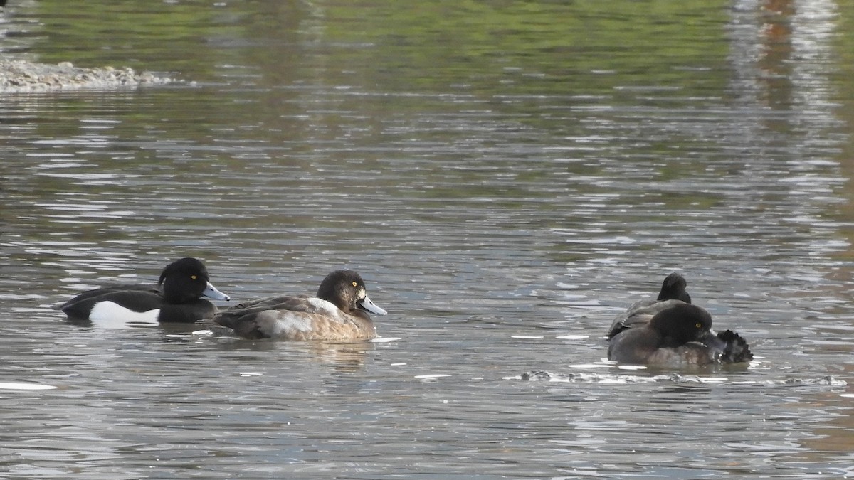 Greater Scaup - ML516263901