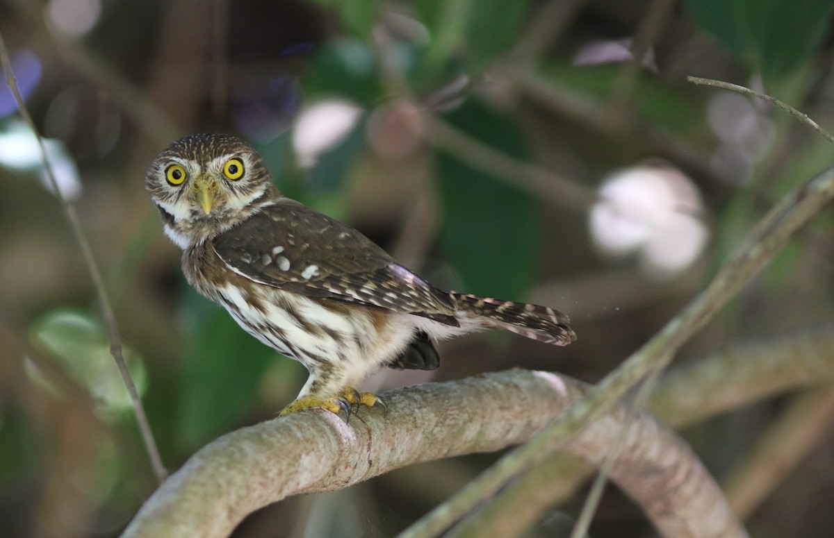 Ferruginous Pygmy-Owl - ML516264371