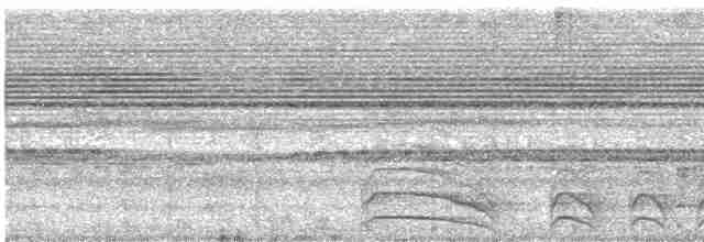 Молуккский совиный козодой - ML516265791