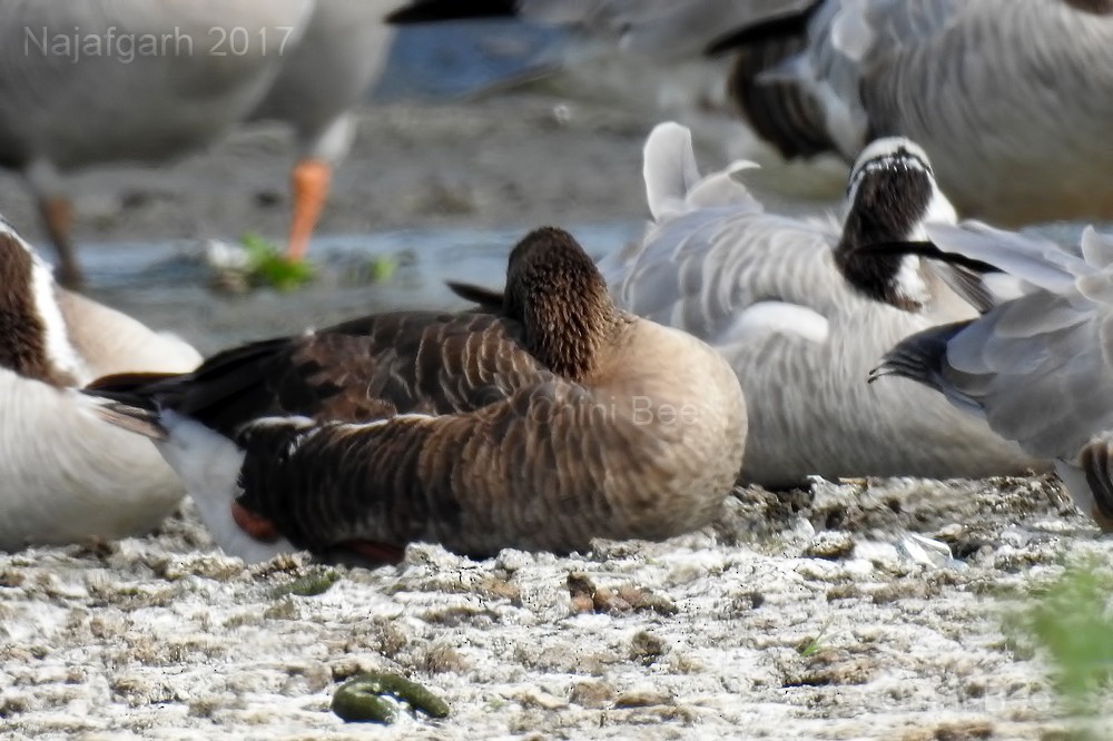 Greater White-fronted Goose - ML51626881
