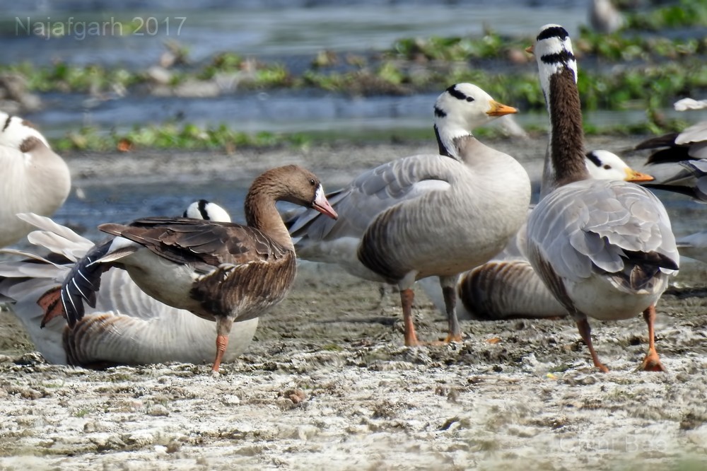 Greater White-fronted Goose - ML51626891