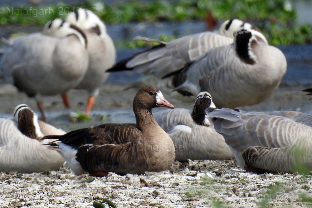 Greater White-fronted Goose - ML51626901
