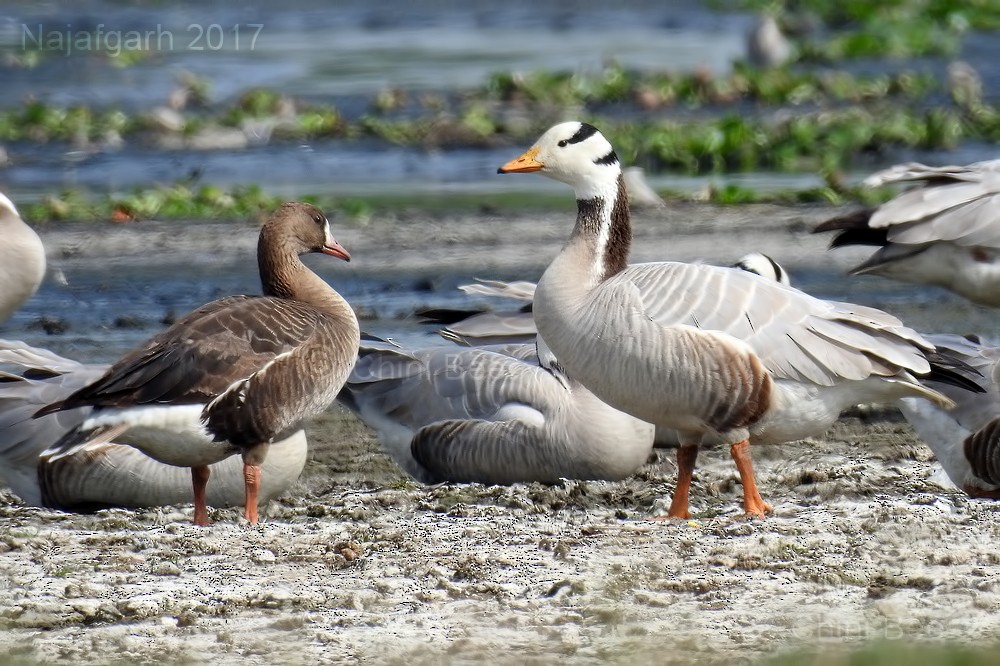 Greater White-fronted Goose - ML51626911