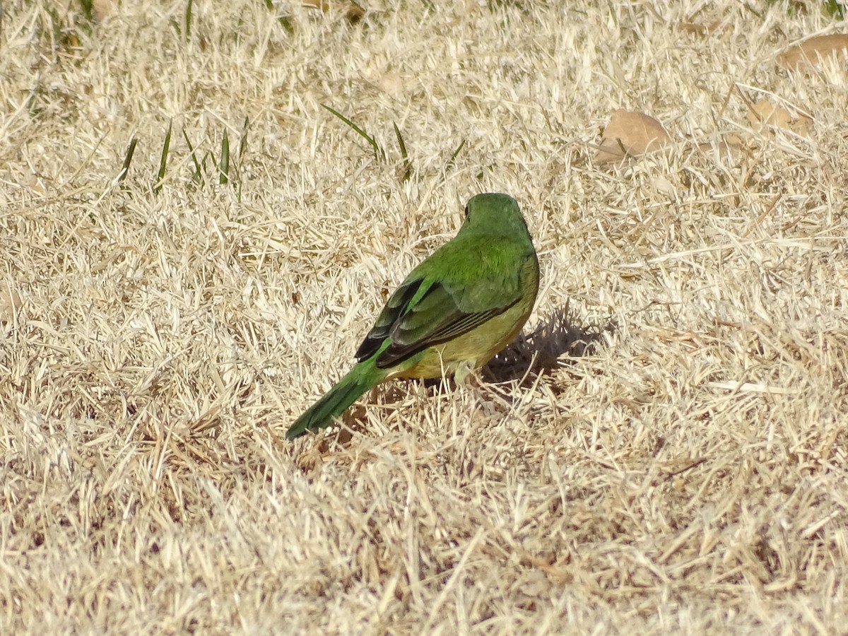 Painted Bunting - ML516269241