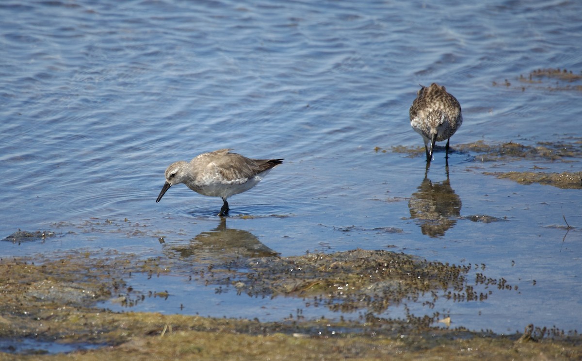 Red Knot - ML516270291