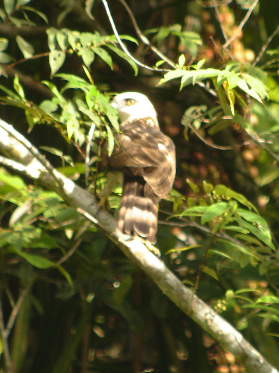 Sulawesi Hawk-Eagle - ML51627031