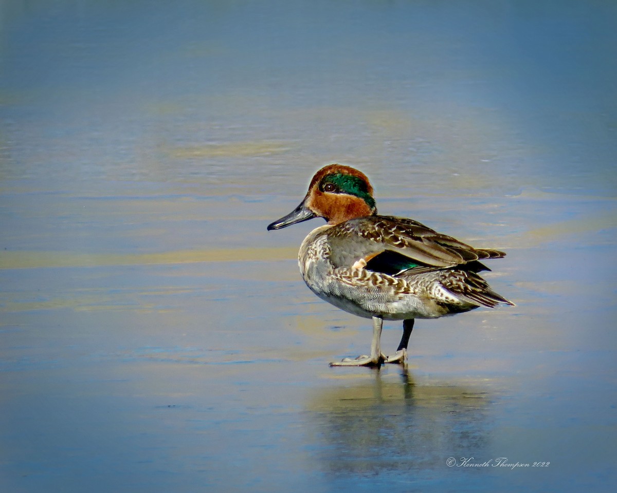 Green-winged Teal - Kenneth  Thompson
