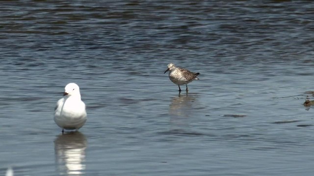 Great Knot - ML516271811