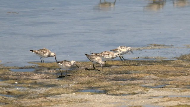 Great Knot - ML516272311