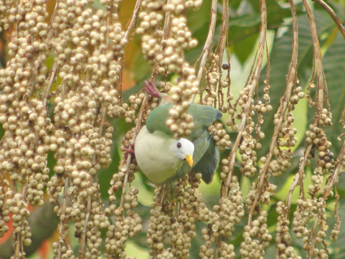 Maroon-chinned Fruit-Dove - Mark D. Read
