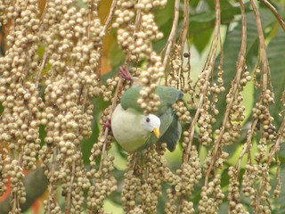  - Maroon-chinned Fruit-Dove