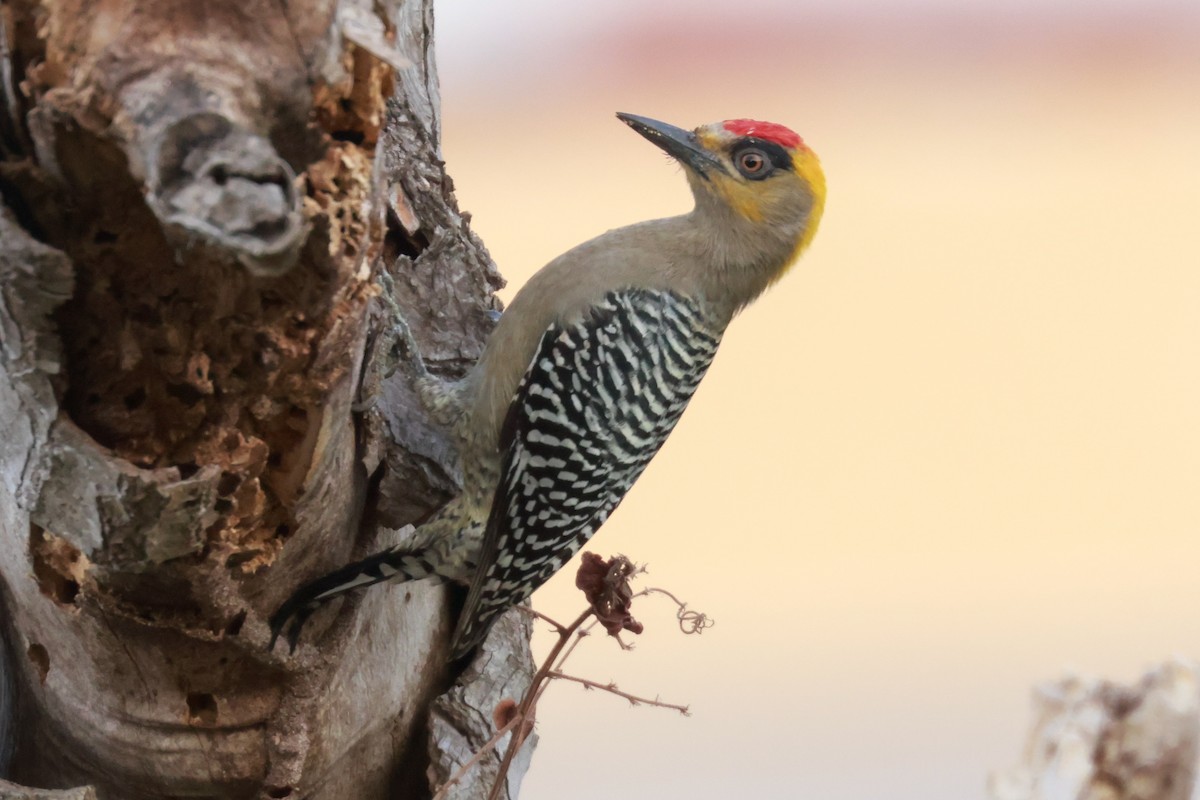 Golden-cheeked Woodpecker - ML516275511