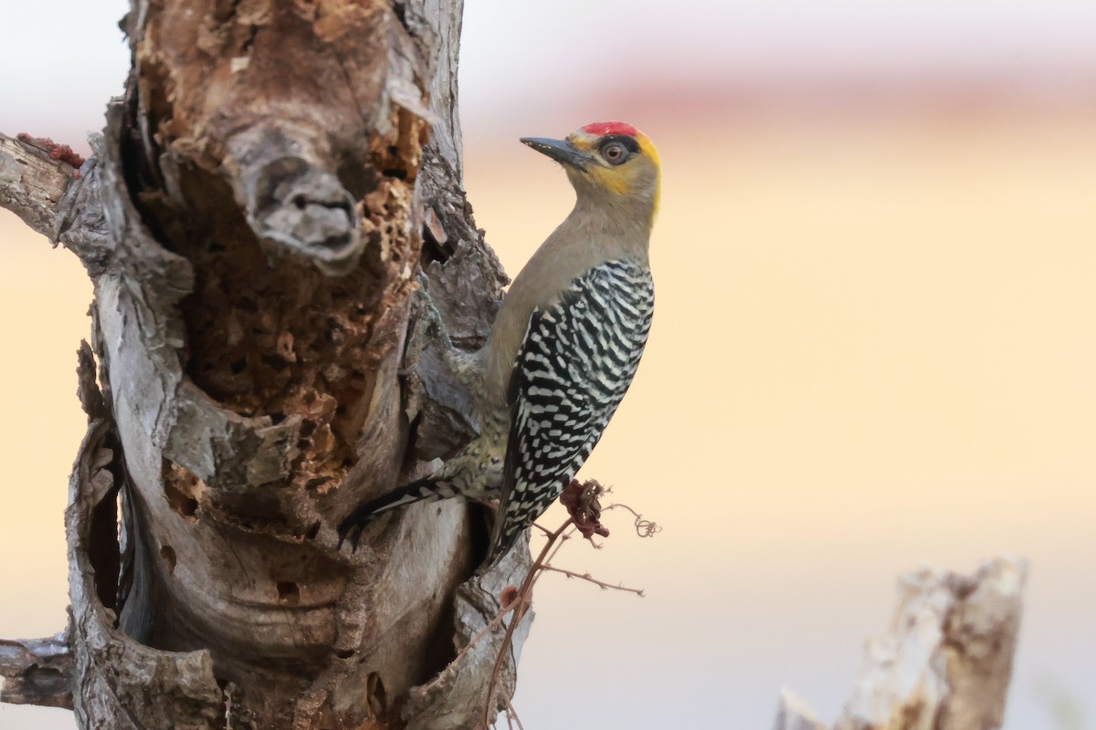 Golden-cheeked Woodpecker - ML516275521