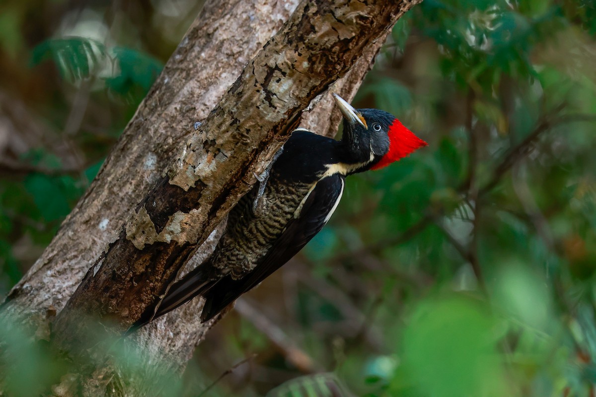 Lineated Woodpecker (Lineated) - ML516275551