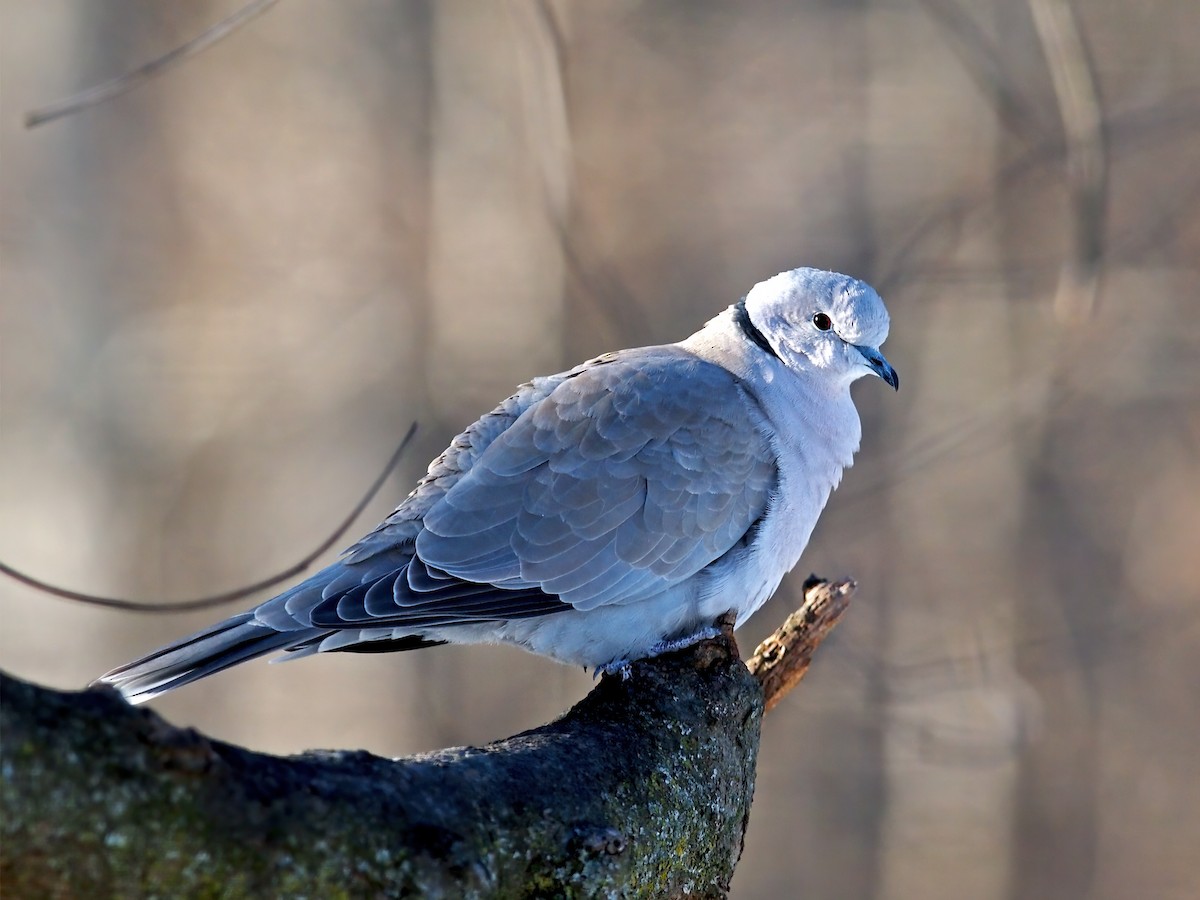 Eurasian Collared-Dove - Gary Mueller