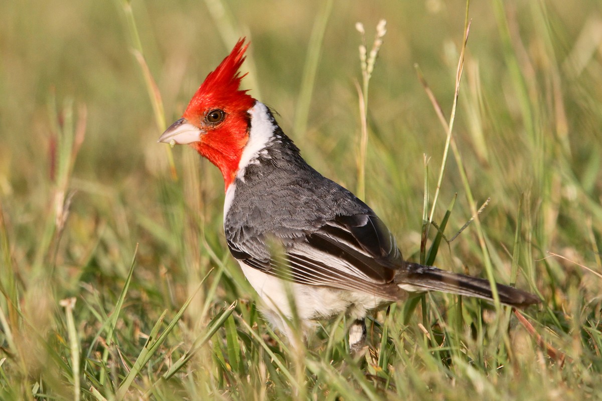 Red-crested Cardinal - ML516278651