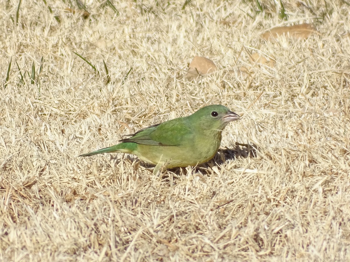 Painted Bunting - ML516283191