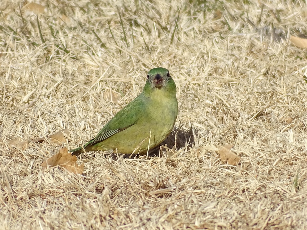 Painted Bunting - ML516283211