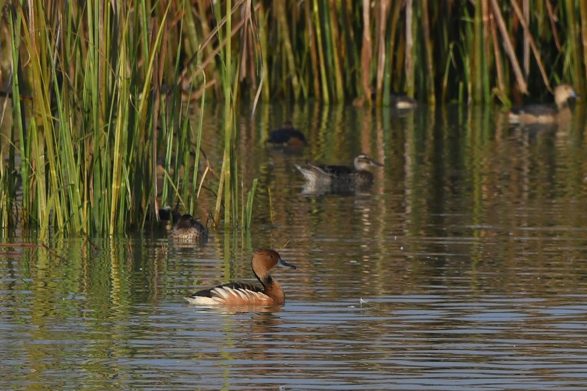 Fulvous Whistling-Duck - ML516283651