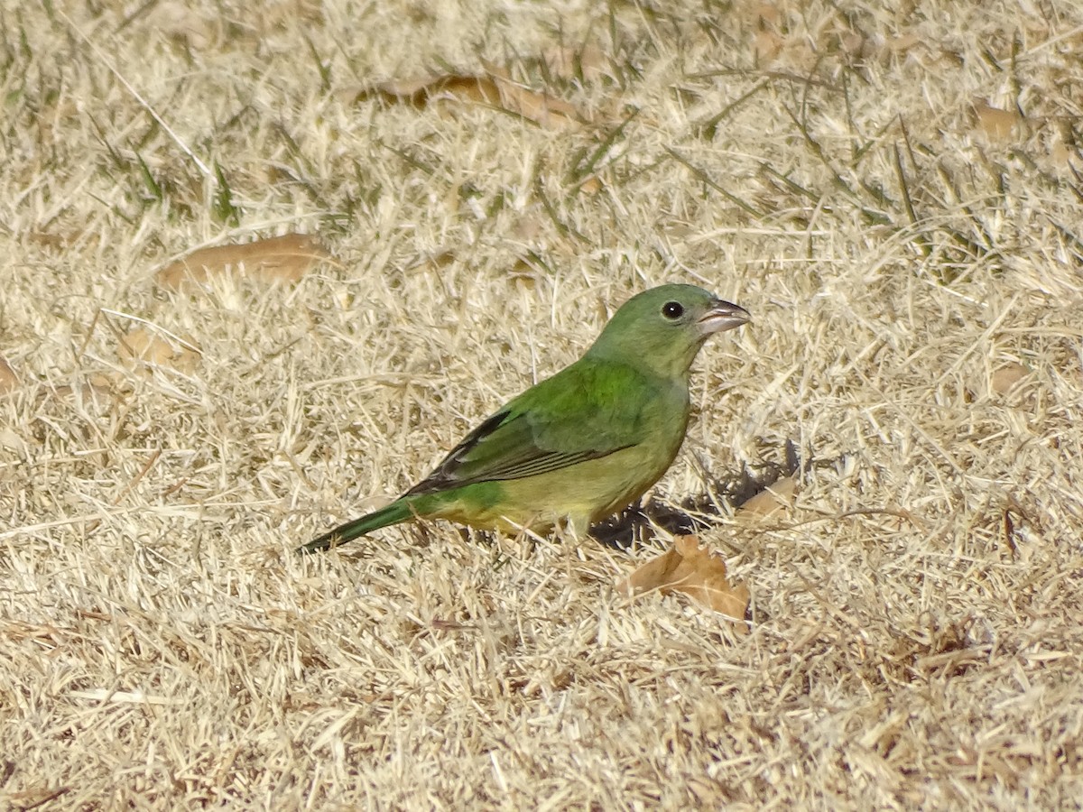 Painted Bunting - ML516285441