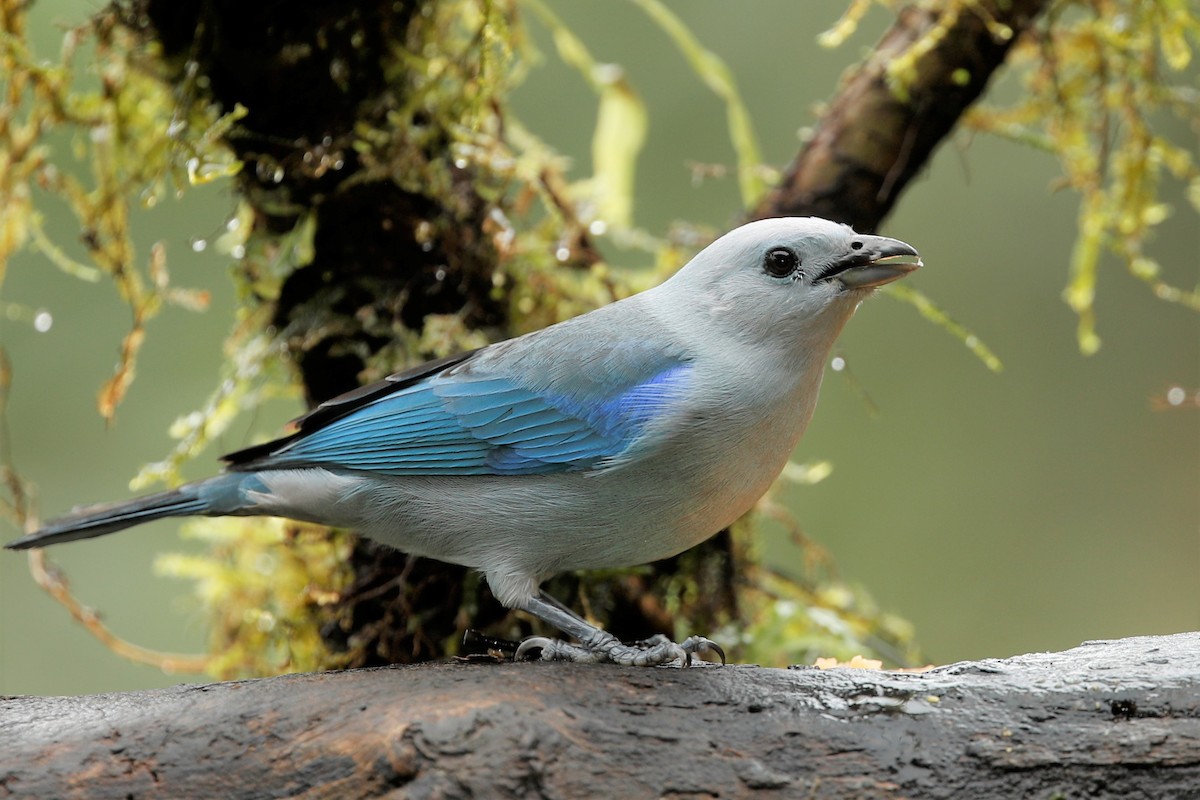 Blue-gray Tanager - ML516292131