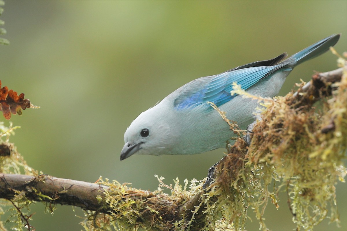 Blue-gray Tanager - ML516293671