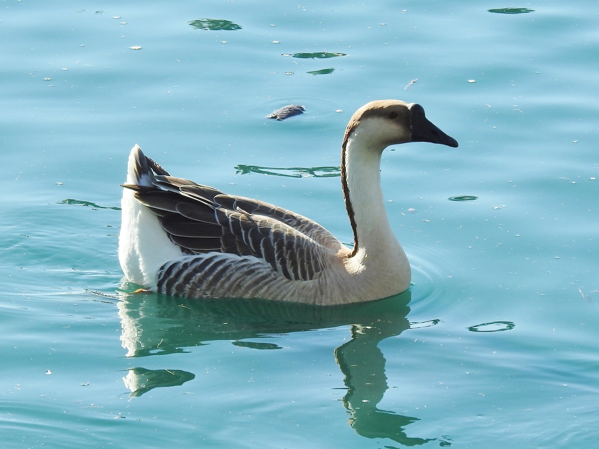 Swan Goose (Domestic type) - ML516295271