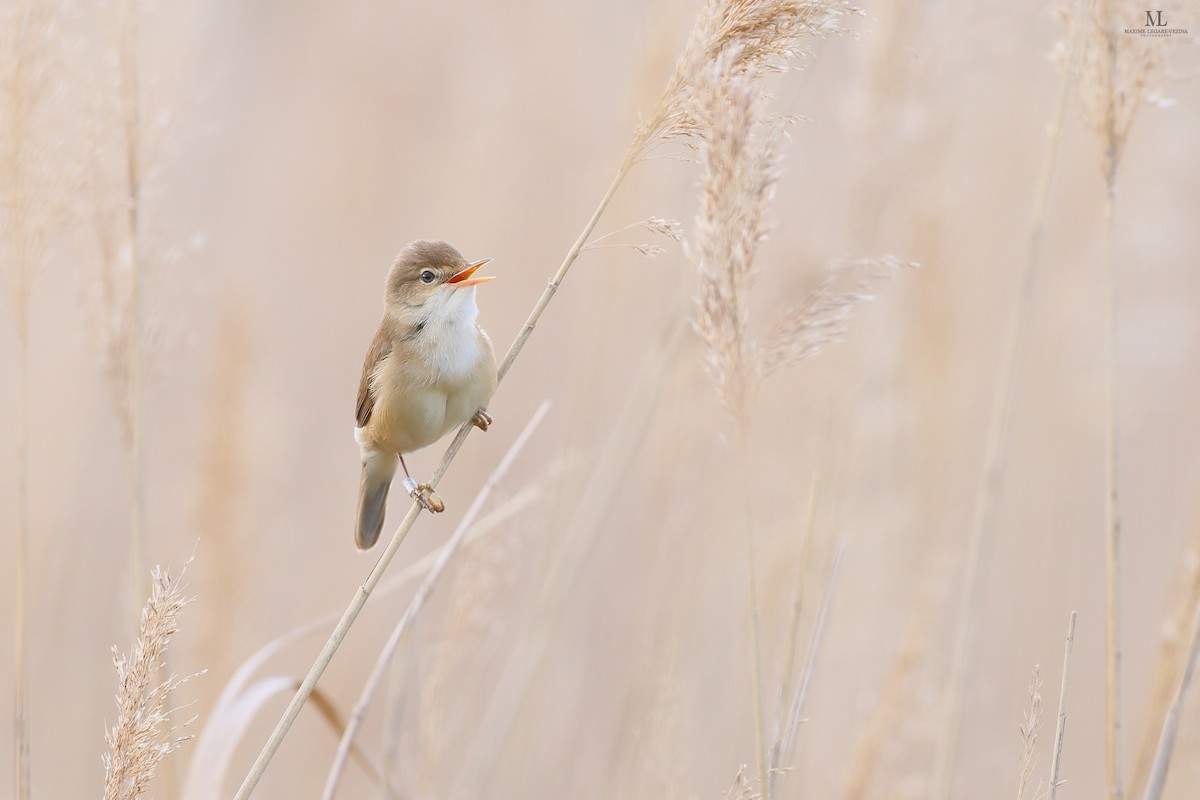 Common Reed Warbler - ML516301351