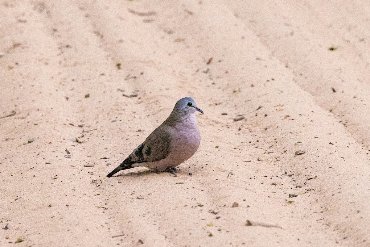 Emerald-spotted Wood-Dove - ML516302311