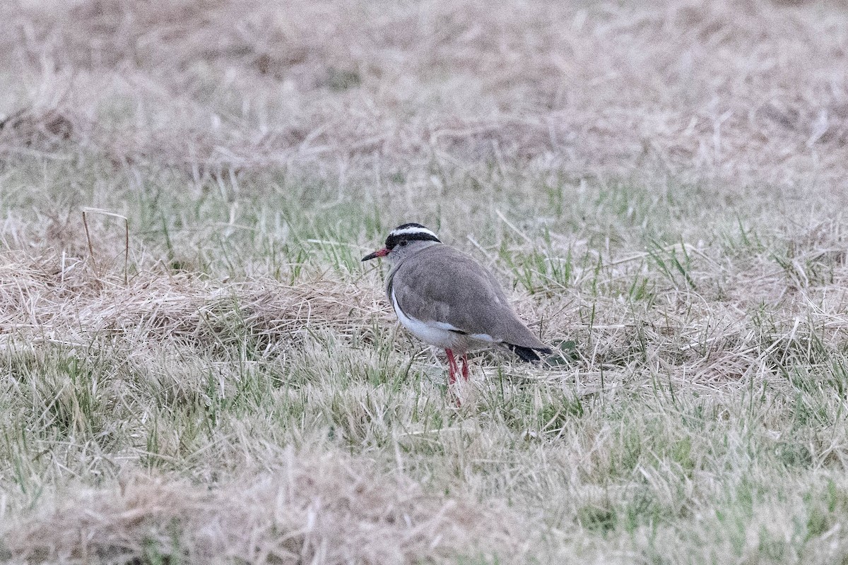 Crowned Lapwing - Eric Gustafson