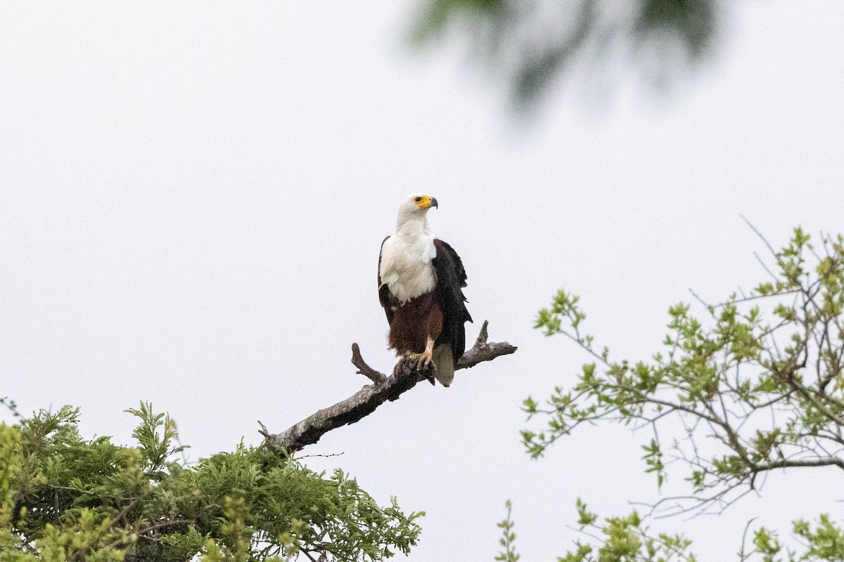 African Fish-Eagle - ML516303191