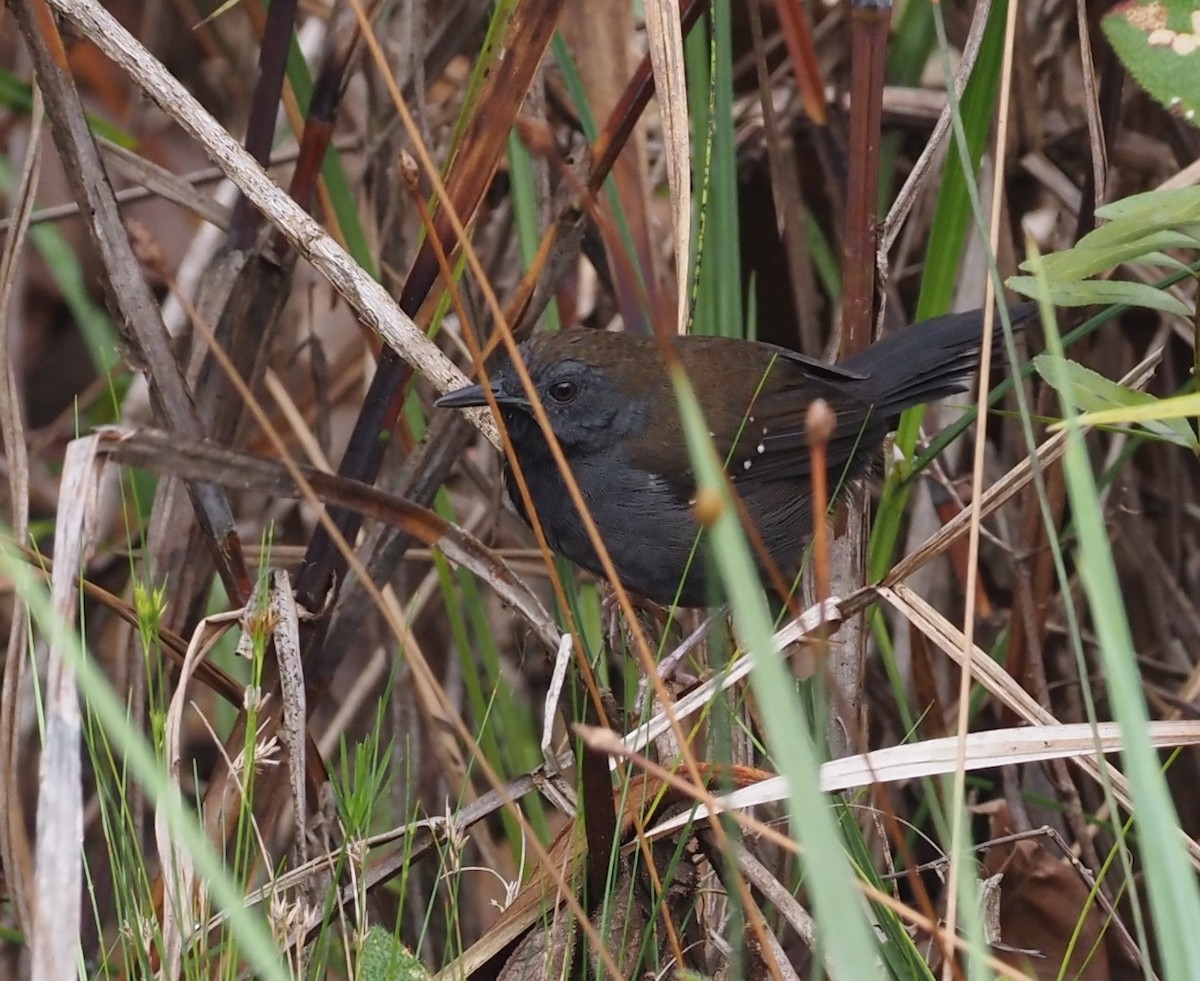 Black-throated Antbird - Stephan Lorenz