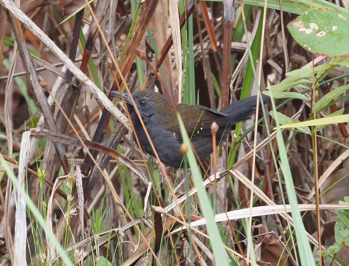 Black-throated Antbird - ML516303551