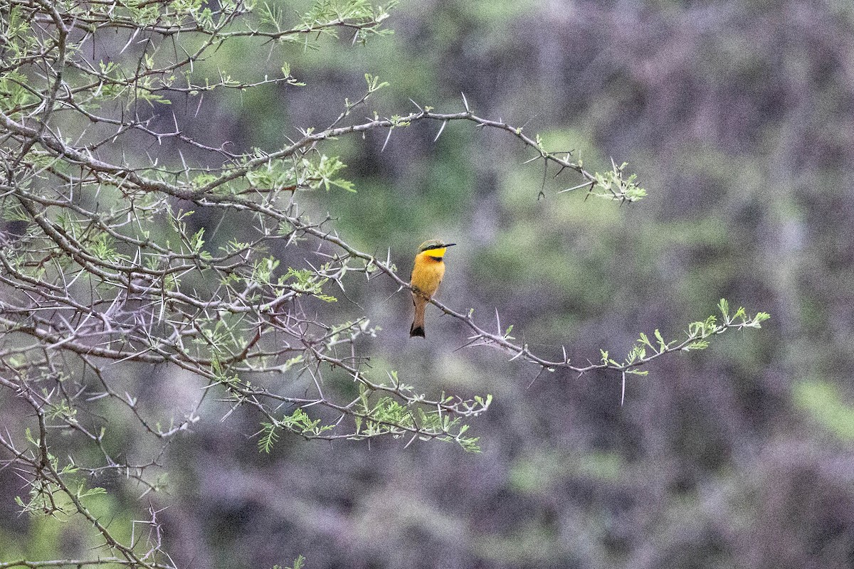 Little Bee-eater - ML516304101