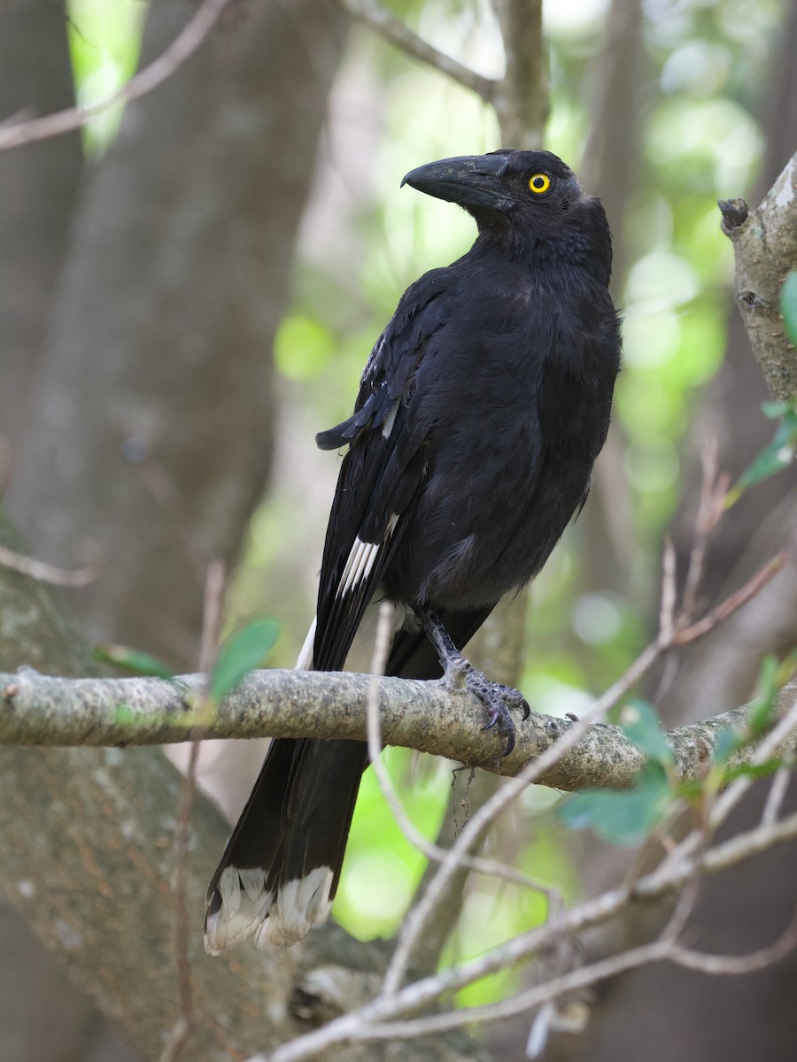 Pied Currawong - ML516307161
