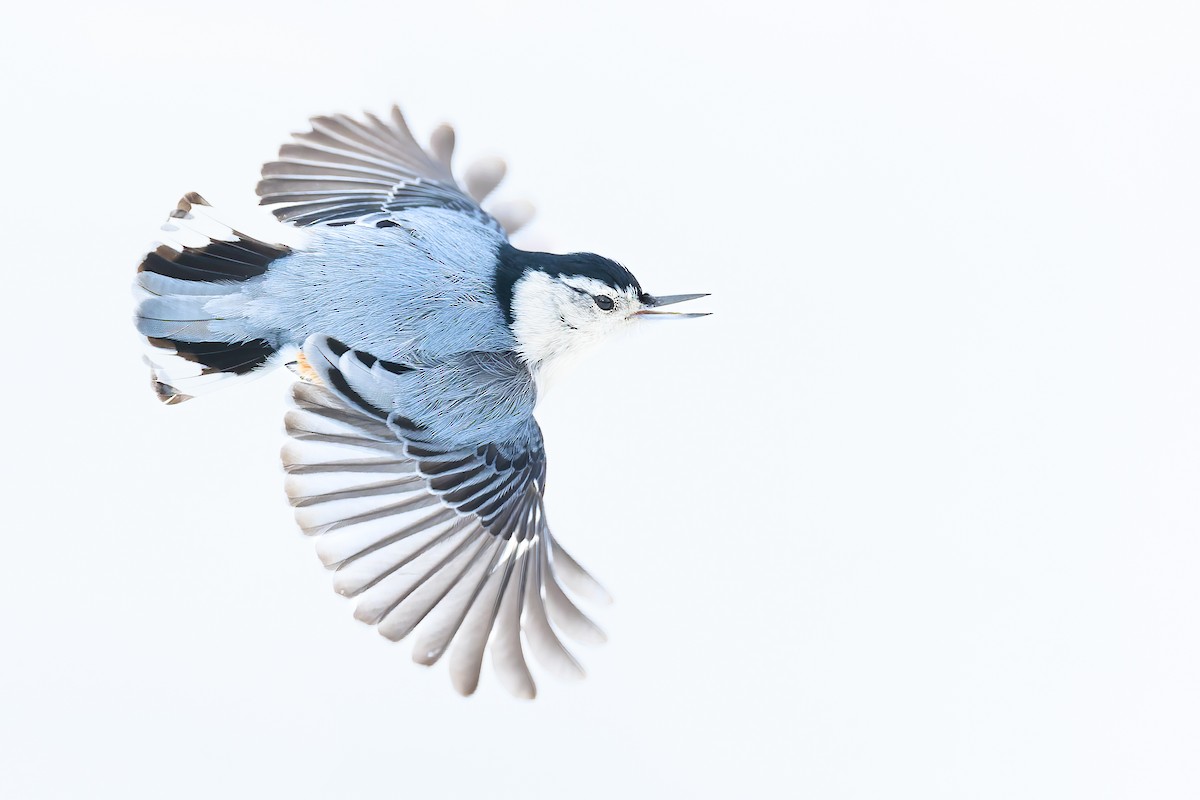 White-breasted Nuthatch - ML516309151