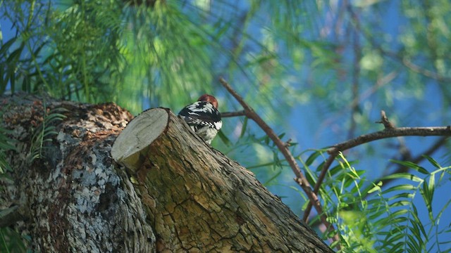 Red-breasted Sapsucker - ML516309261