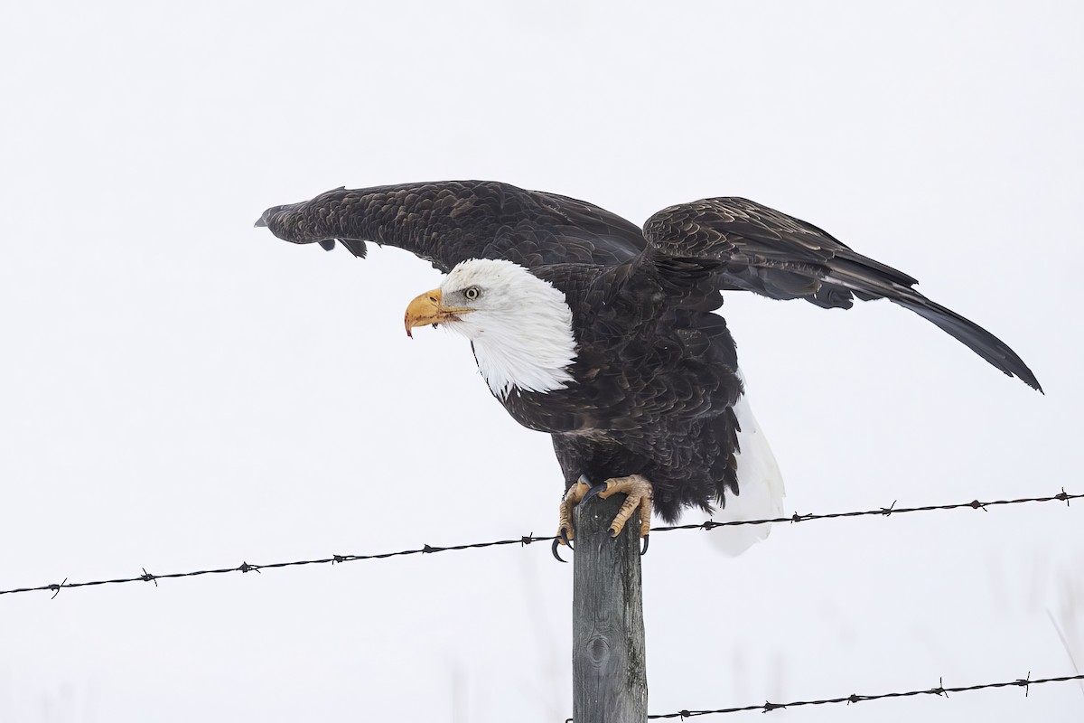 ebird-checklist-24-dec-2022-3000-3100-highway-622-leduc-county-ca