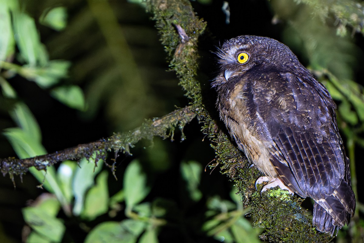 White-throated Screech-Owl - William Hemstrom