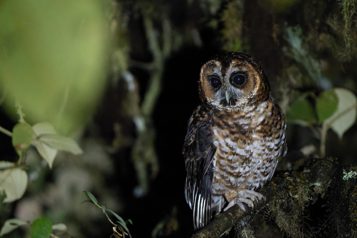 Rufous-banded Owl - ML516312191