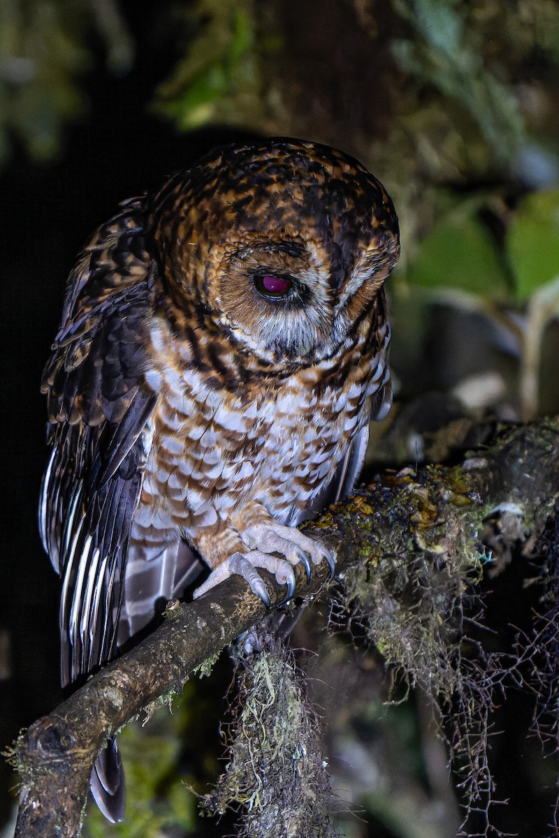 Rufous-banded Owl - ML516312201