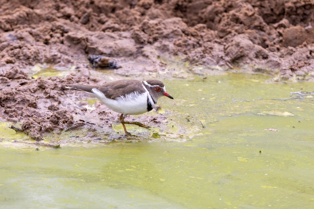 Three-banded Plover - ML516313801