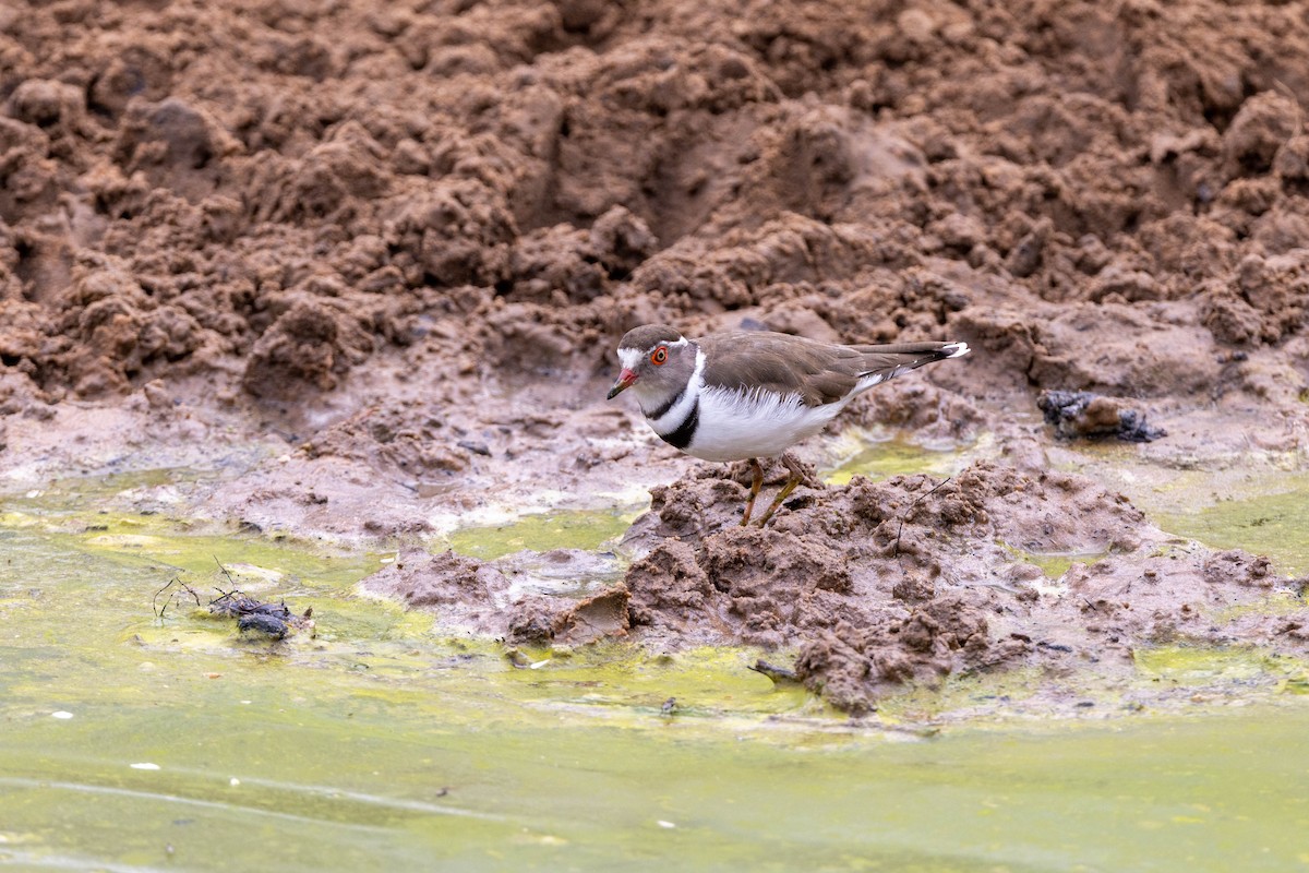 Three-banded Plover - ML516313811